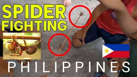 spider fighting in philippines|Spider fighting .